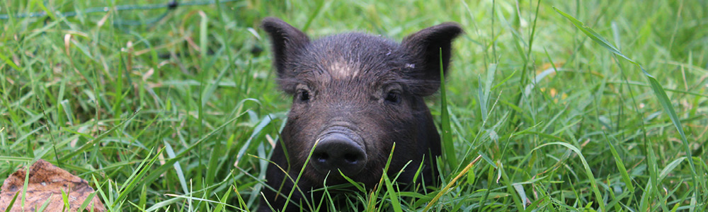 A cute farm piglet offering the facts of sustainable farming.
